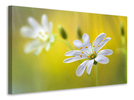 3-piece-canvas-print-stitchwort-ii