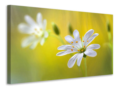 4-piece-canvas-print-stitchwort-ii
