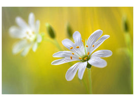 5-piece-canvas-print-stitchwort-ii