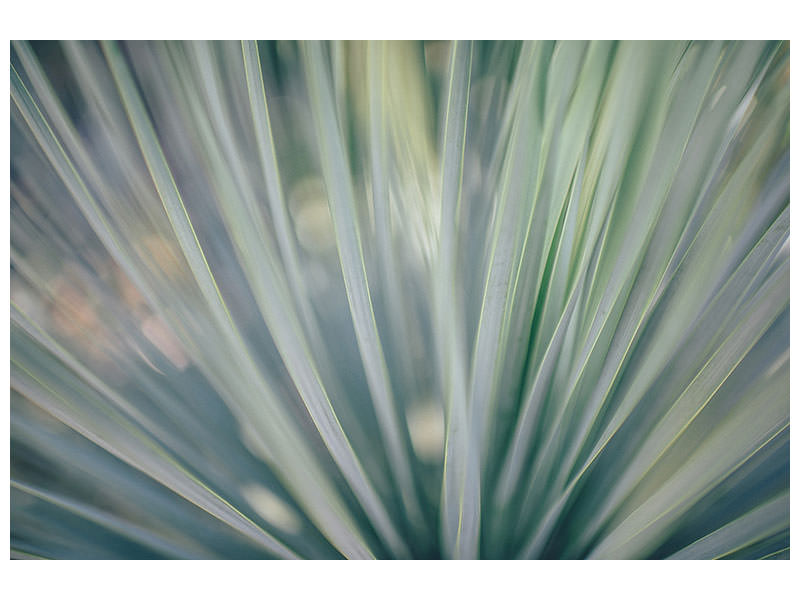 panoramic-canvas-print-strip-of-plant