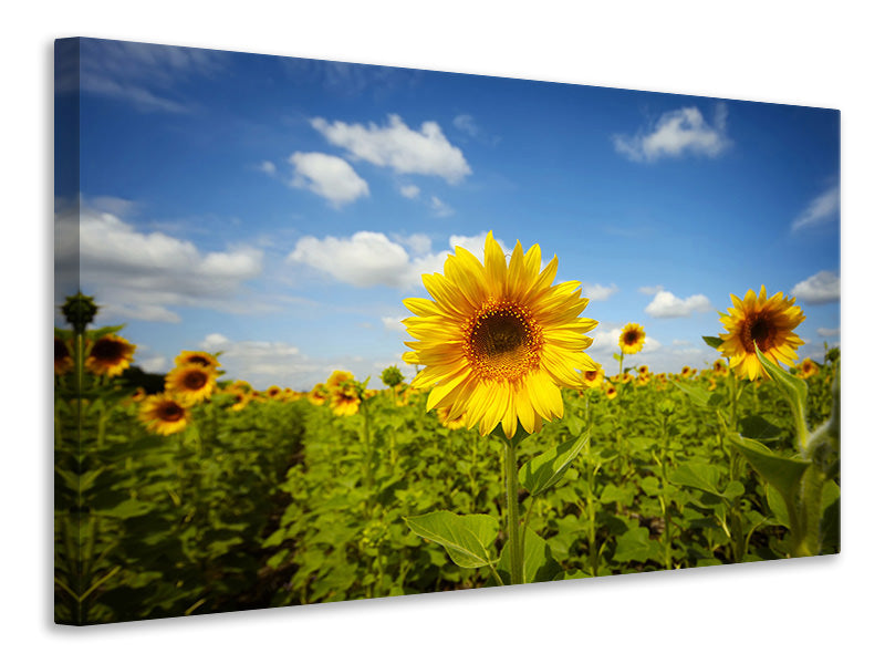 4-piece-canvas-print-summer-sunflowers