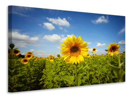 panoramic-canvas-print-summer-sunflowers