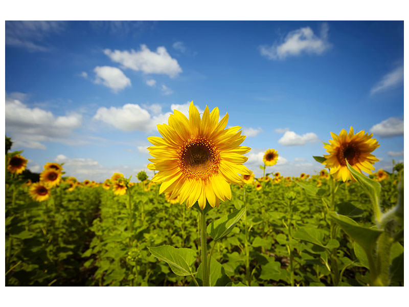 panoramic-3-piece-canvas-print-summer-sunflowers