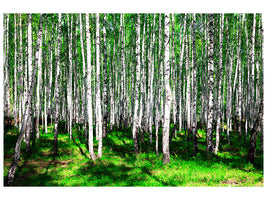 panoramic-3-piece-canvas-print-summerly-birch-forest