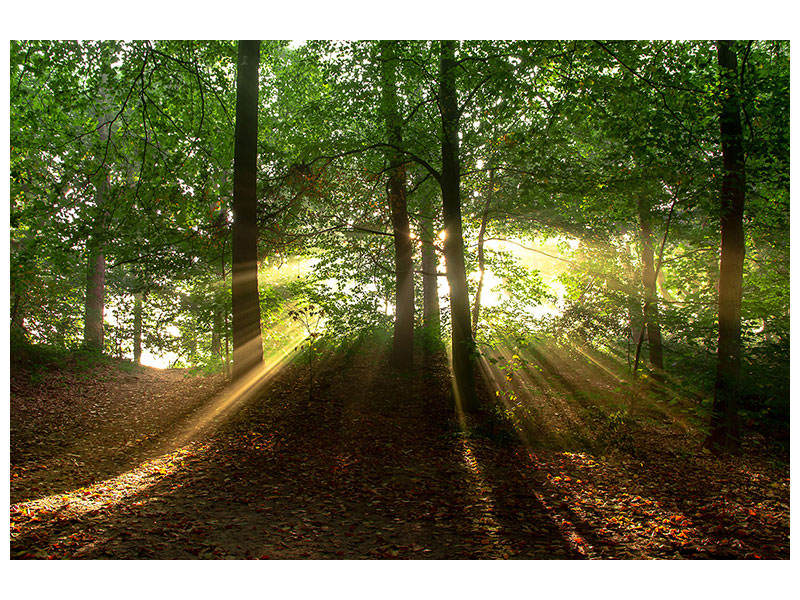 3-piece-canvas-print-sun-in-the-forest