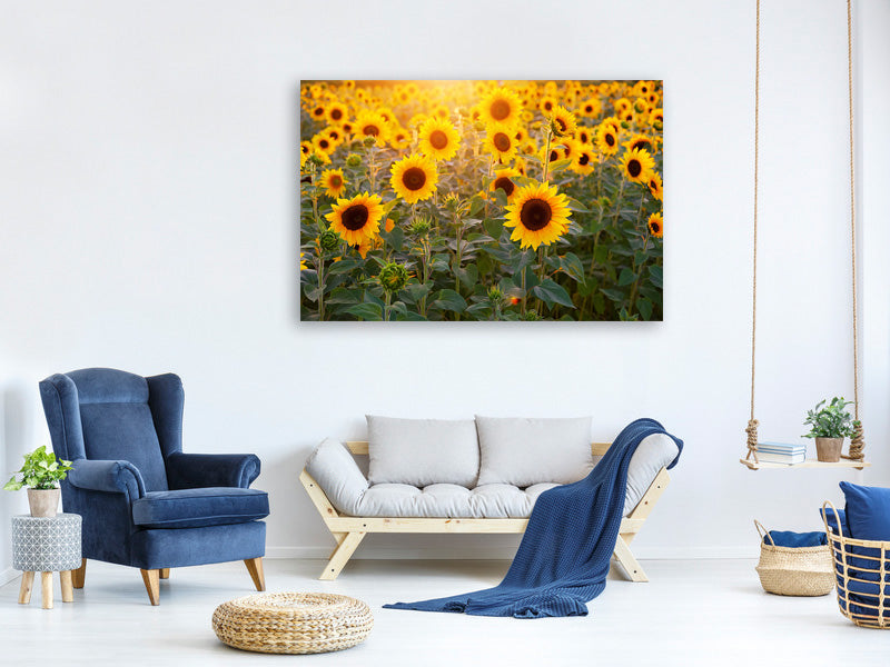 3-piece-canvas-print-sunflower-field