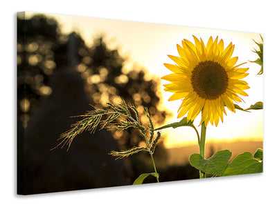 modern-4-piece-canvas-print-sunflower-in-the-sunrise