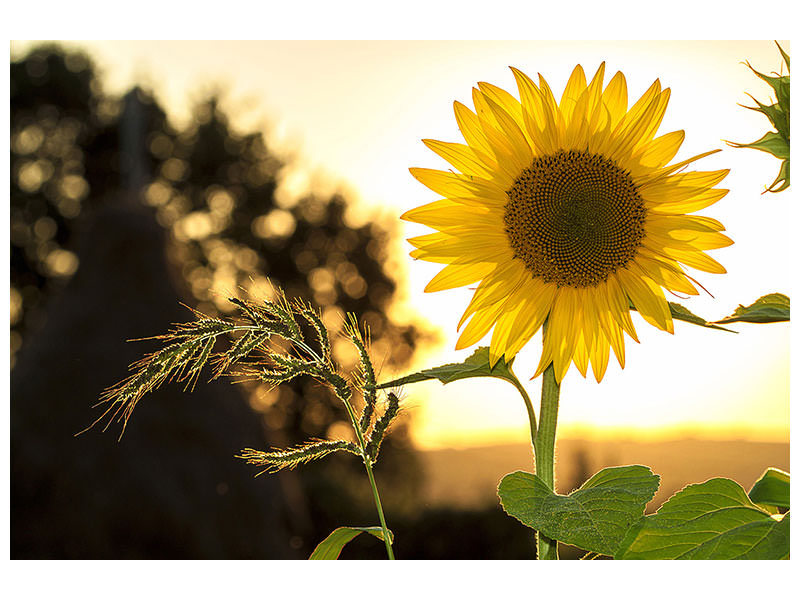modern-3-piece-canvas-print-sunflower-in-the-sunrise