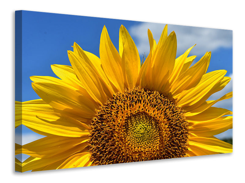 3-piece-canvas-print-sunflower-in-xxl
