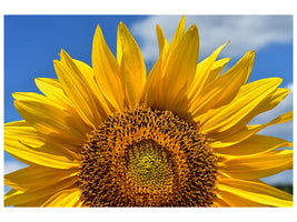 3-piece-canvas-print-sunflower-in-xxl