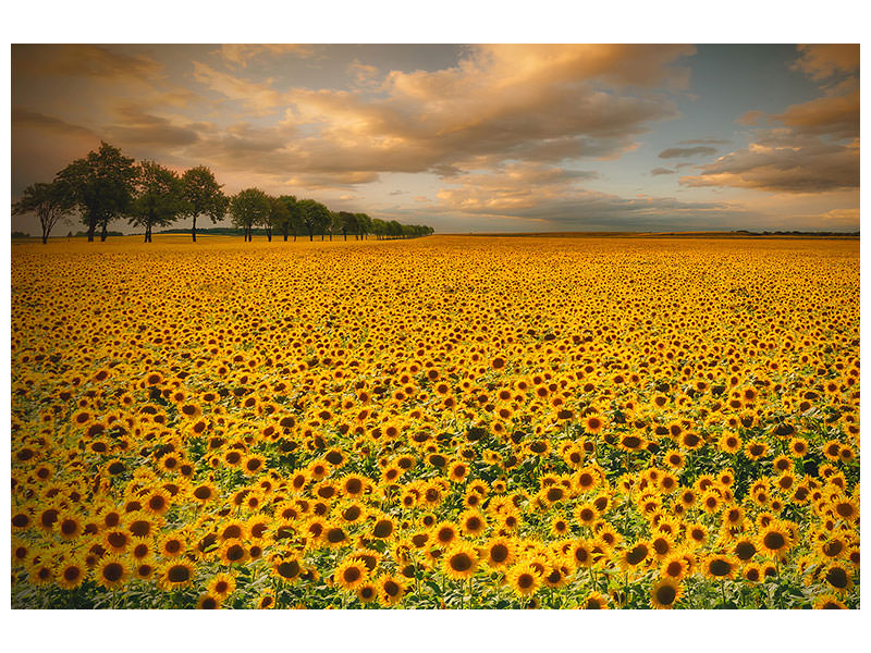 5-piece-canvas-print-sunflowers