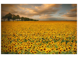 3-piece-canvas-print-sunflowers