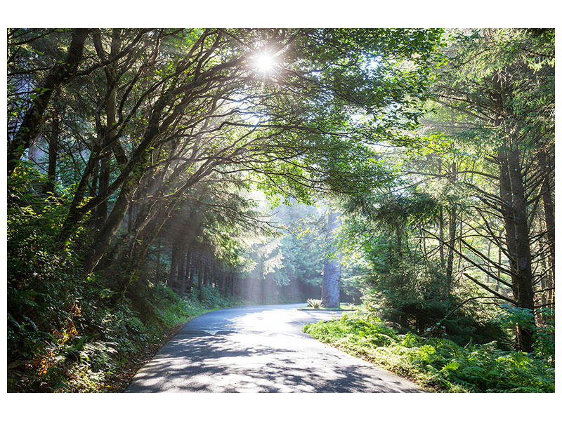 modern-3-piece-canvas-print-sunny-forest-path
