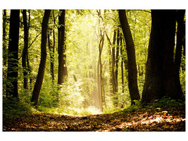 5-piece-canvas-print-sunrise-in-the-forest