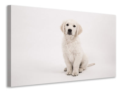 3-piece-canvas-print-sweet-golden-retriever-puppy