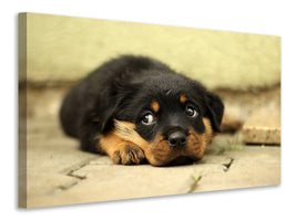3-piece-canvas-print-sweet-rottweiler-puppy