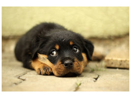 3-piece-canvas-print-sweet-rottweiler-puppy