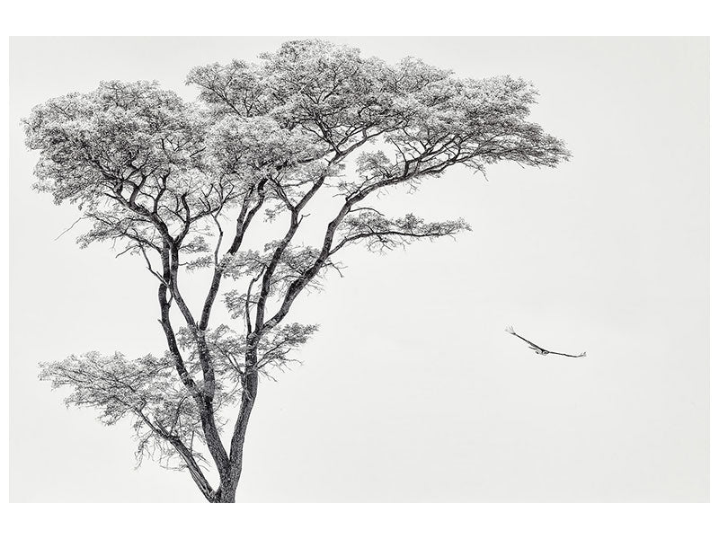 5-piece-canvas-print-the-african-eagle