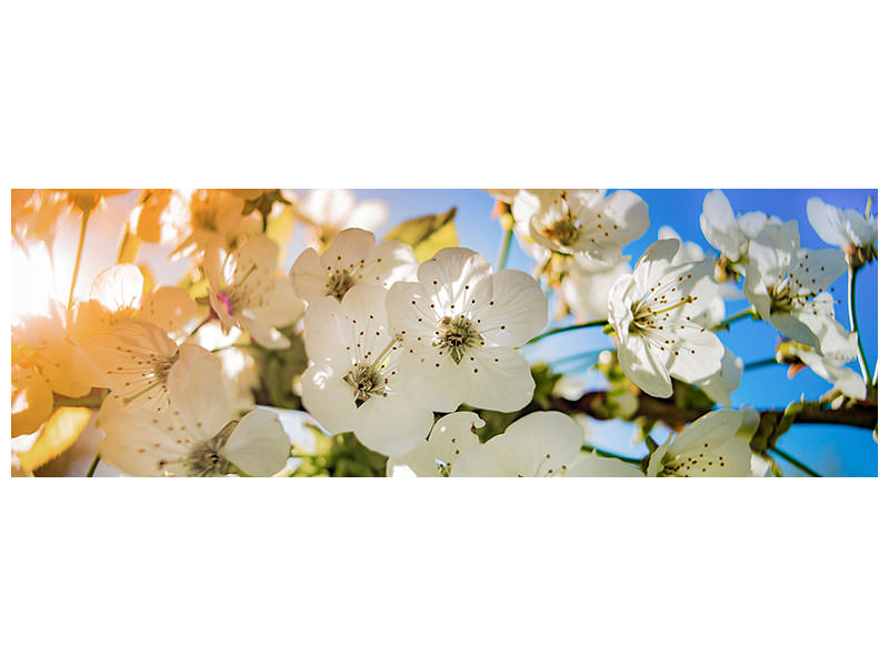 canvas-print-the-apple-tree-blossom