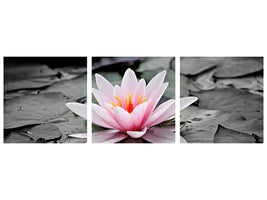 3-piece-canvas-print-the-art-of-water-lily