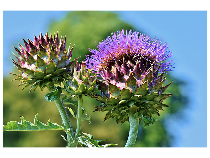 modern-3-piece-canvas-print-the-artichoke-xl