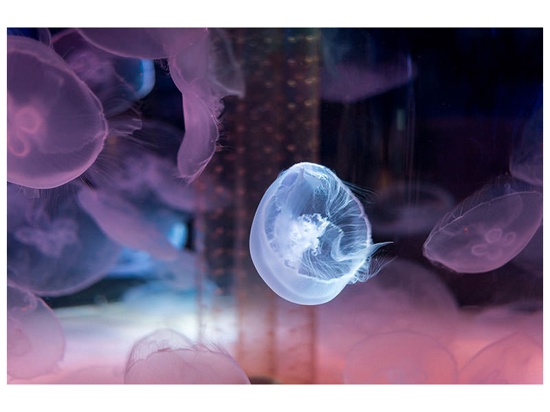 3-piece-canvas-print-the-beauty-of-jellyfish
