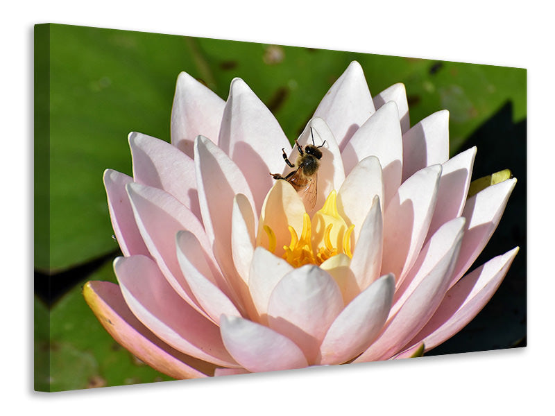 3-piece-canvas-print-the-bee-on-the-water-lily