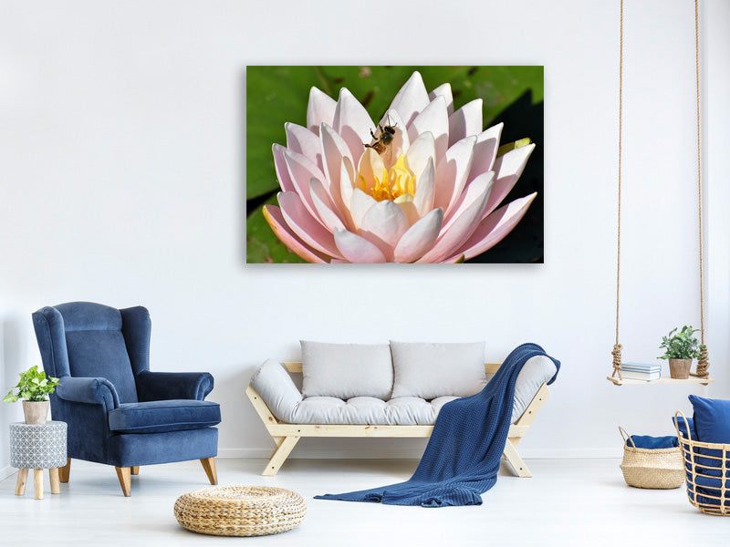 3-piece-canvas-print-the-bee-on-the-water-lily