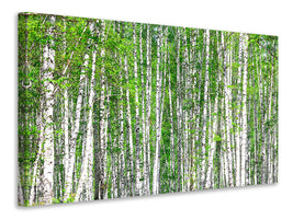 panoramic-canvas-print-the-birch-forest