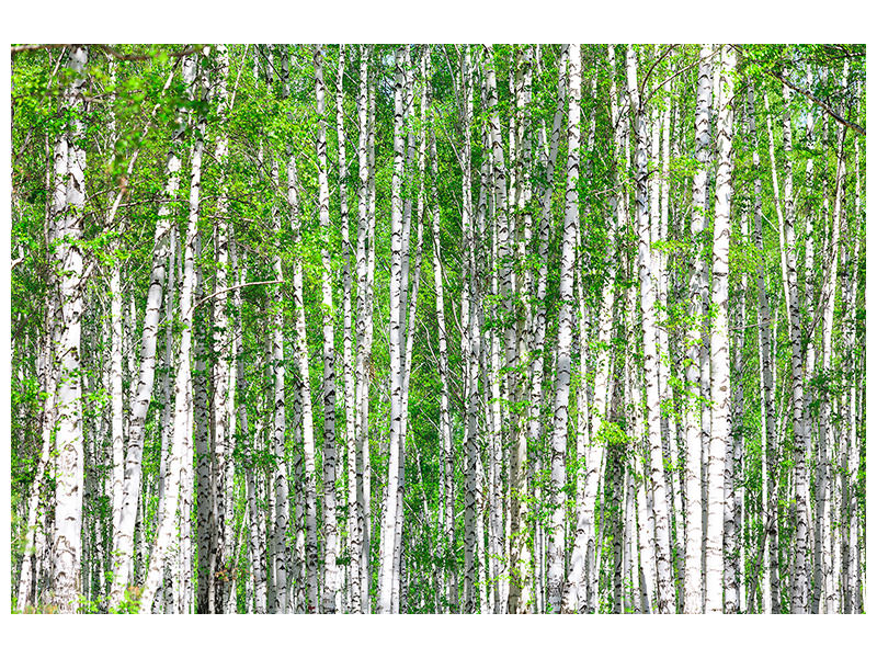 4-piece-canvas-print-the-birch-forest