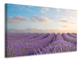4-piece-canvas-print-the-blooming-lavender-field