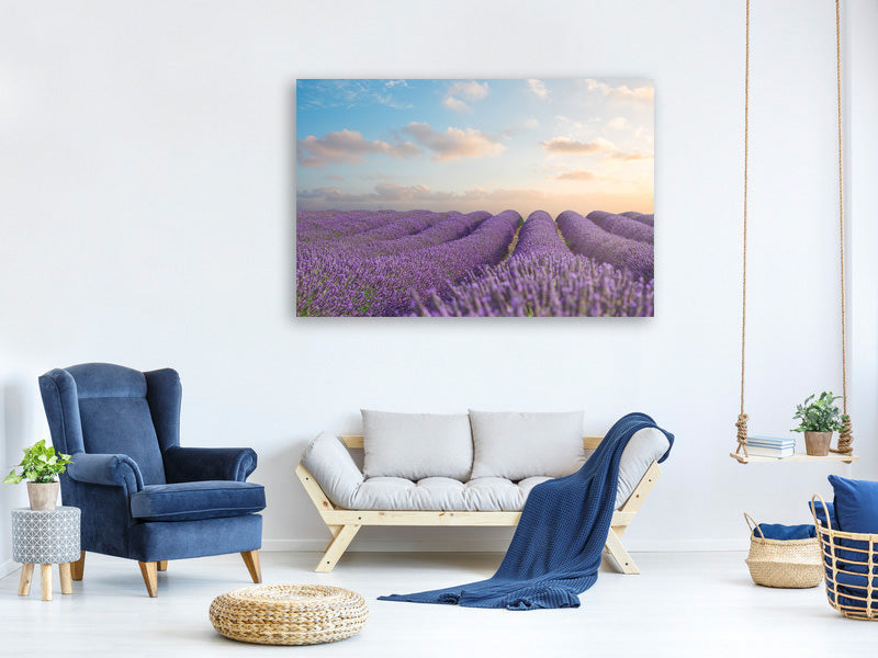 modern-4-piece-canvas-print-the-blooming-lavender-field