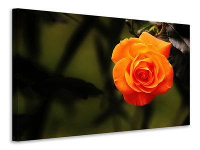 3-piece-canvas-print-the-blossom-of-the-rose