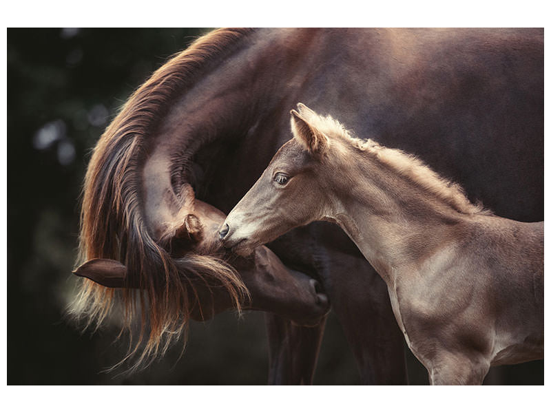 3-piece-canvas-print-the-bond