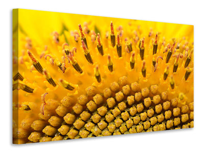 panoramic-3-piece-canvas-print-the-buds-of-the-sunflower-in-xxl