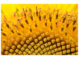 panoramic-3-piece-canvas-print-the-buds-of-the-sunflower-in-xxl