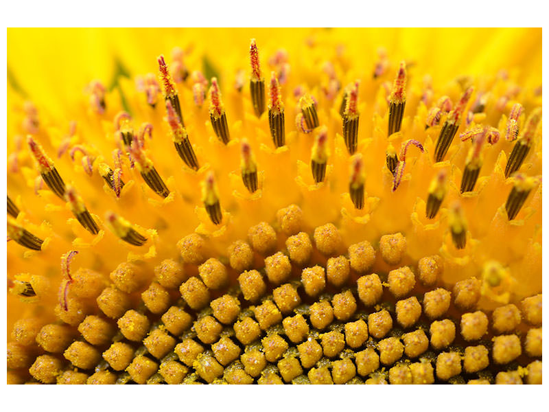 3-piece-canvas-print-the-buds-of-the-sunflower-in-xxl