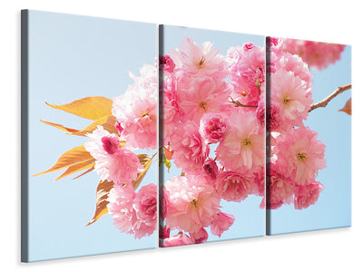 canvas-print-the-cherry-blossoms
