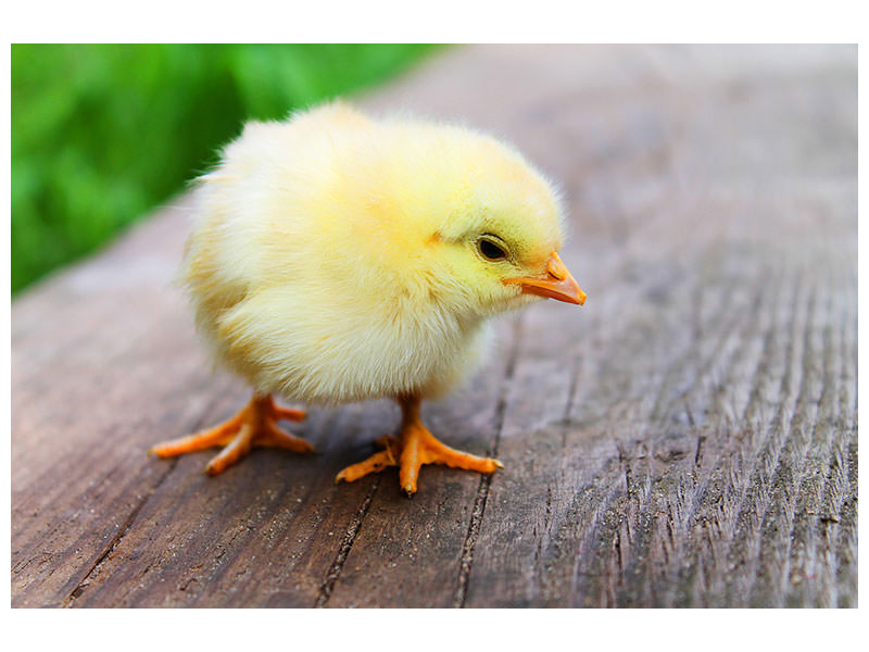 3-piece-canvas-print-the-chick