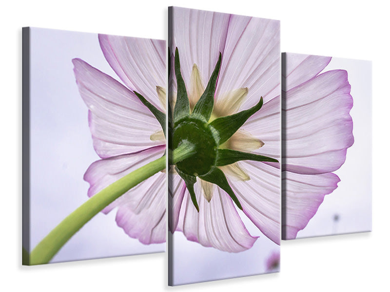 canvas-print-the-cosmos-flower