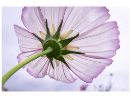 modern-3-piece-canvas-print-the-cosmos-flower