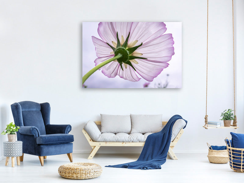 5-piece-canvas-print-the-cosmos-flower