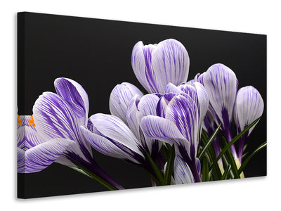 3-piece-canvas-print-the-crocus