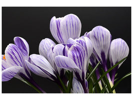 5-piece-canvas-print-the-crocus