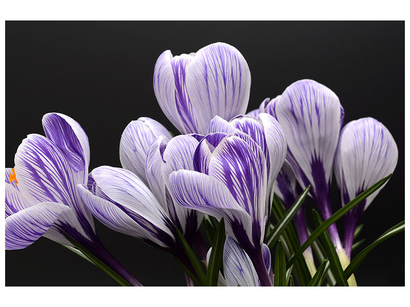 4-piece-canvas-print-the-crocus