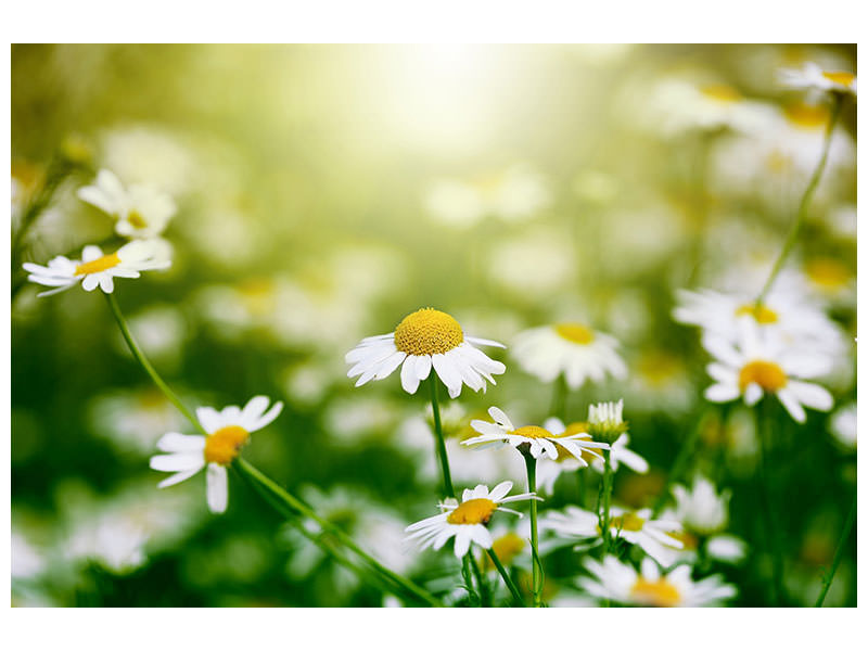 5-piece-canvas-print-the-daisy
