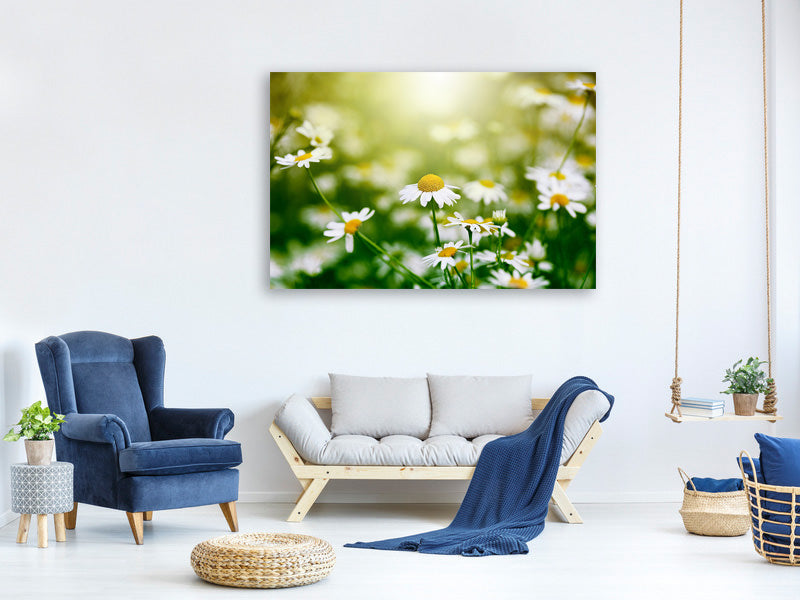 5-piece-canvas-print-the-daisy