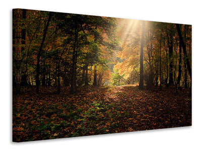 modern-4-piece-canvas-print-the-deciduous-forest