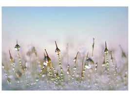 modern-4-piece-canvas-print-the-dew-drops