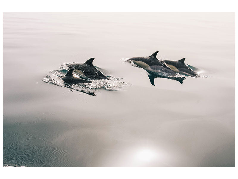 3-piece-canvas-print-the-dolphins